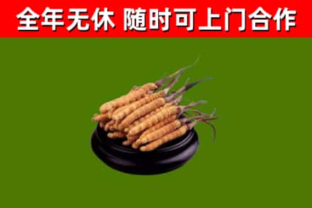 电白烟酒回收冬虫夏草.jpg